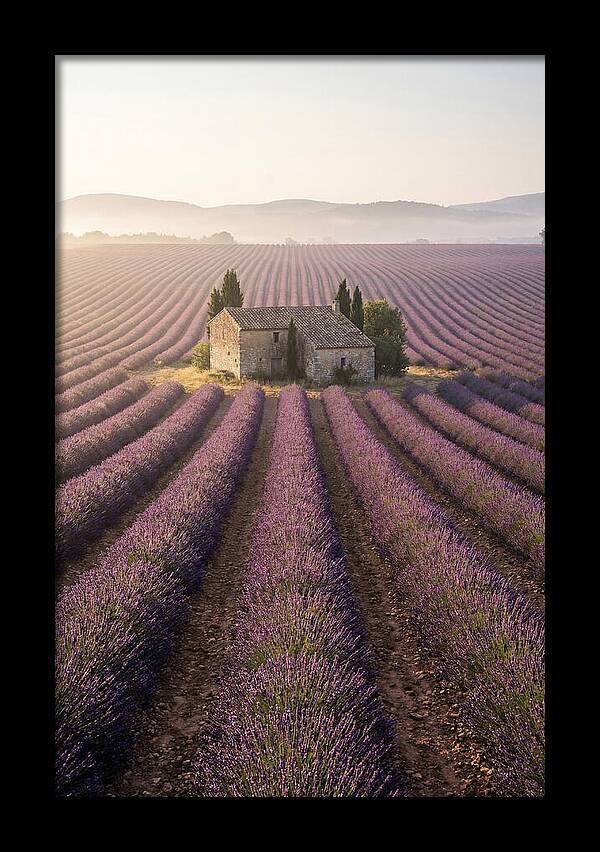 Lavender Fields At Dawn