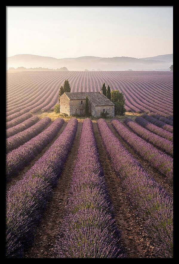 Lavender Fields At Dawn
