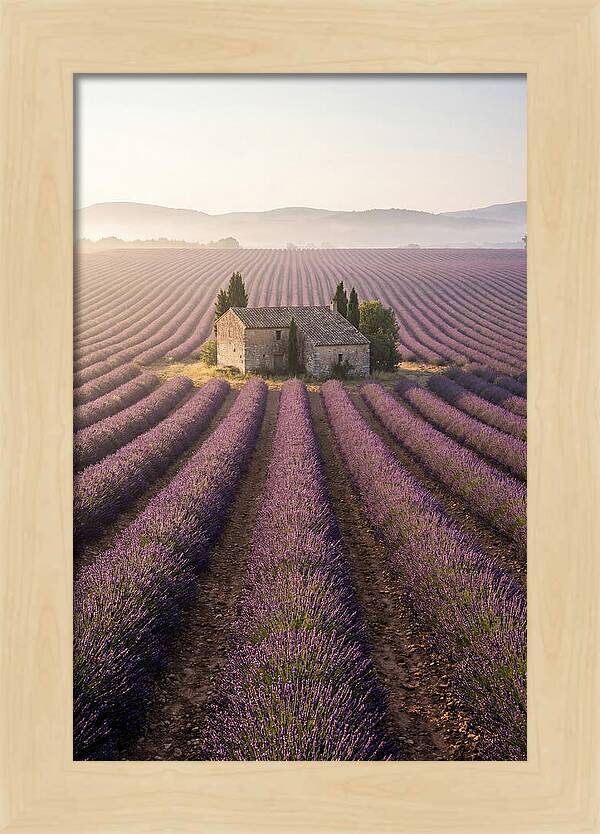 Lavender Fields At Dawn