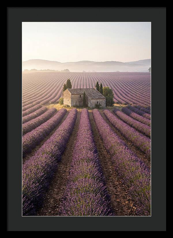Lavender Fields At Dawn