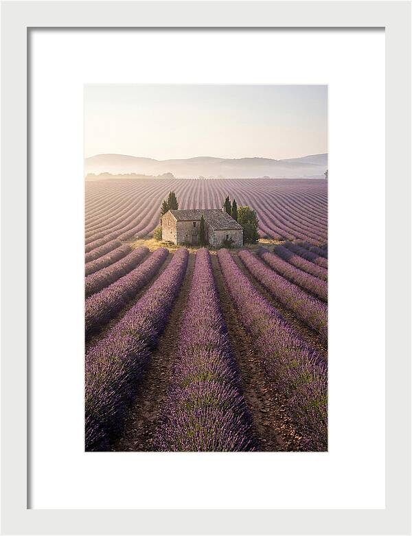 Lavender Fields At Dawn