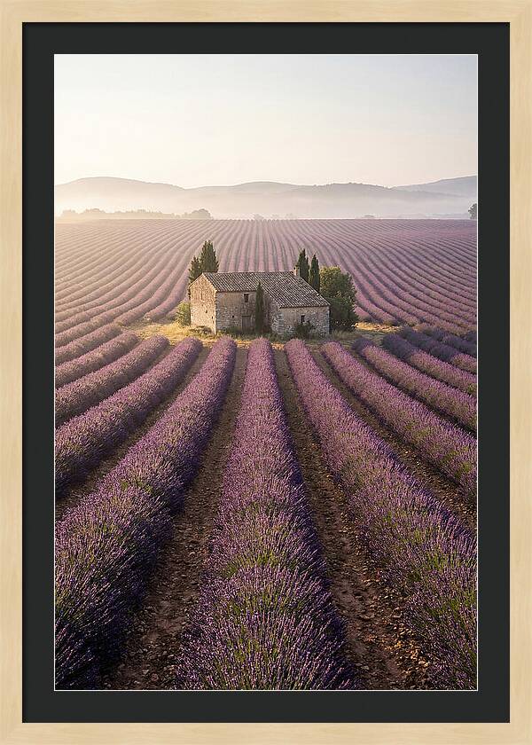Lavender Fields At Dawn