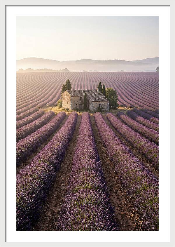 Lavender Fields At Dawn