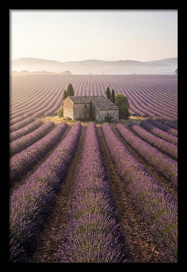 Lavender Fields At Dawn