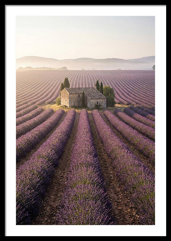Lavender Fields At Dawn