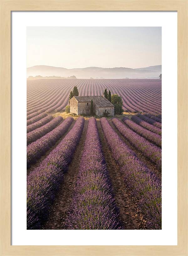 Lavender Fields At Dawn