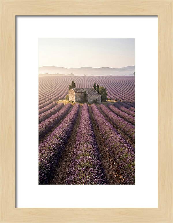 Lavender Fields At Dawn