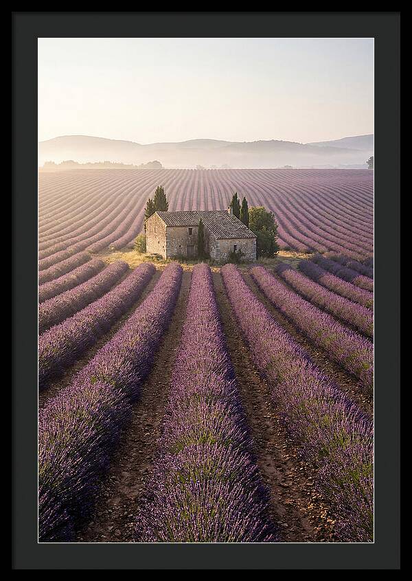 Lavender Fields At Dawn