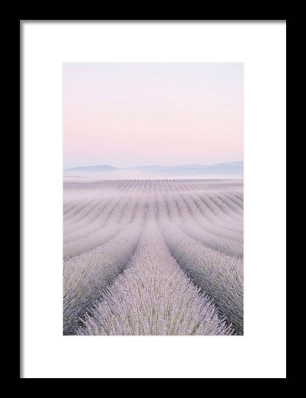 Lavender Fields At Dawn