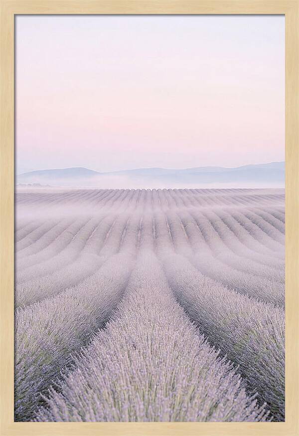 Lavender Fields At Dawn
