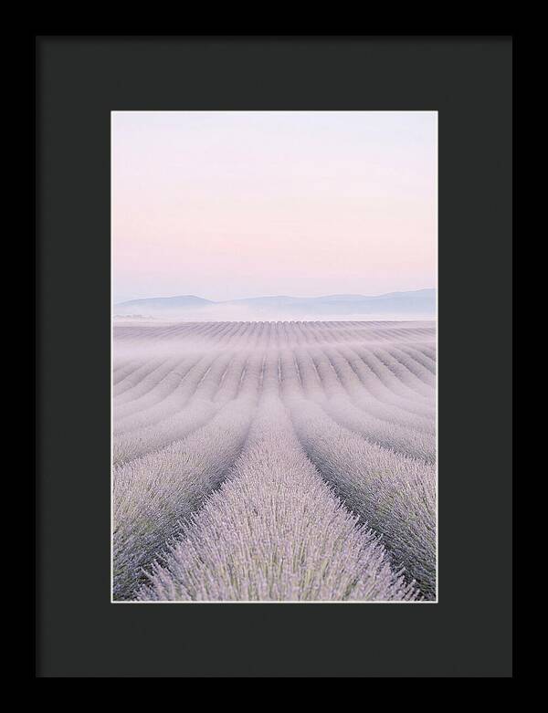 Lavender Fields At Dawn