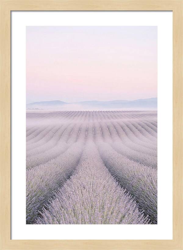 Lavender Fields At Dawn