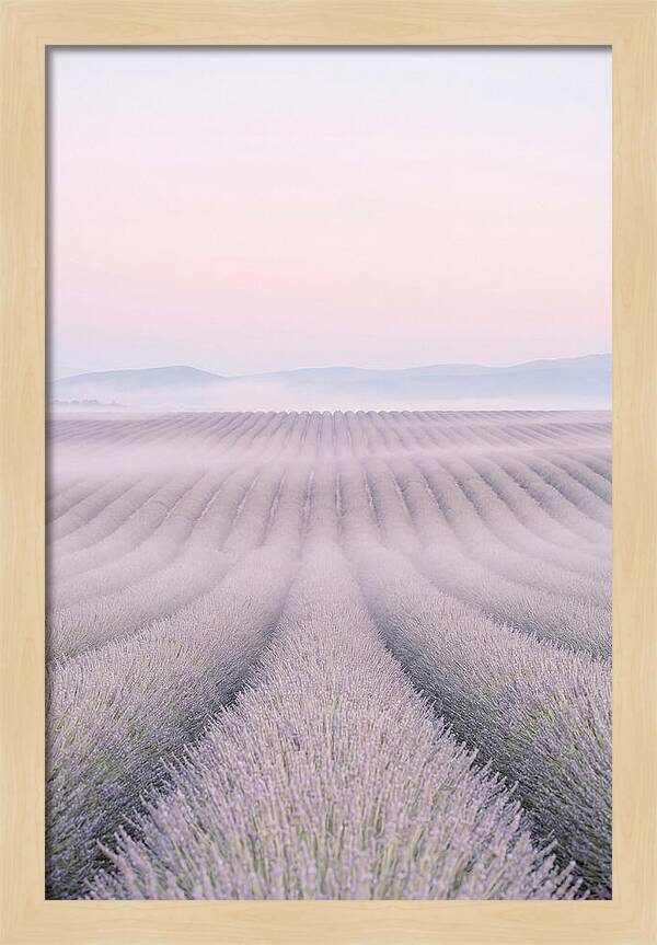 Lavender Fields At Dawn