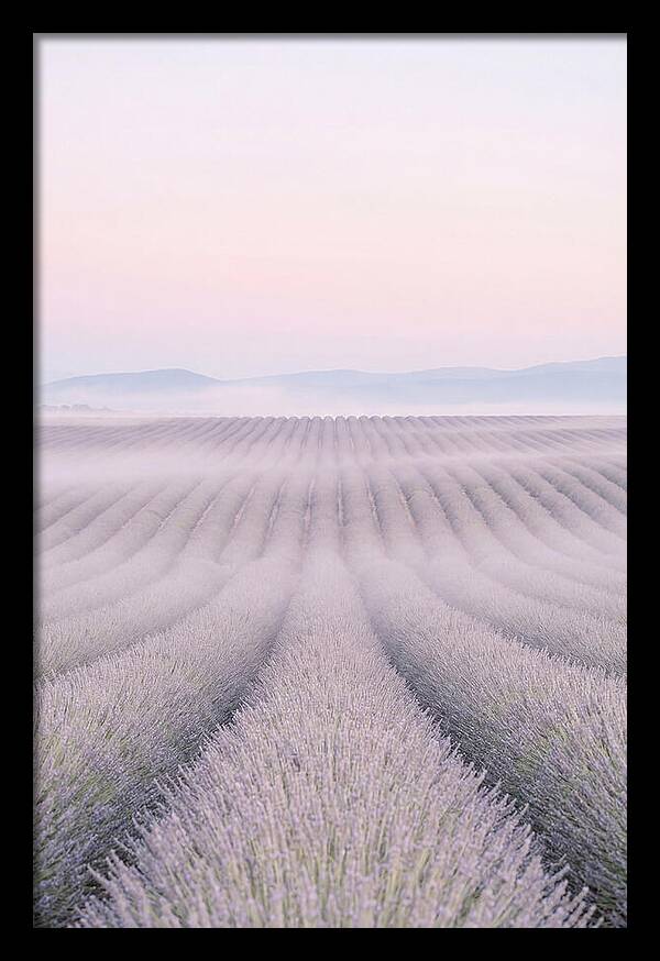 Lavender Fields At Dawn