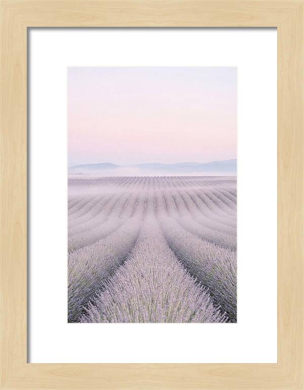 Lavender Fields At Dawn