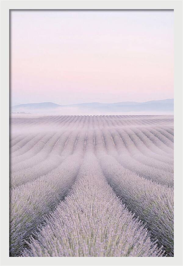 Lavender Fields At Dawn