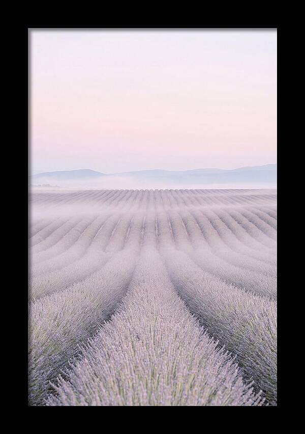 Lavender Fields At Dawn