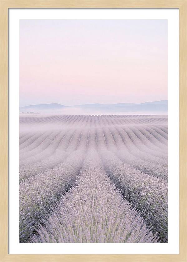Lavender Fields At Dawn