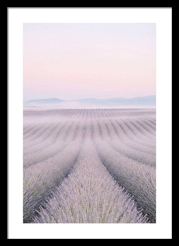 Lavender Fields At Dawn