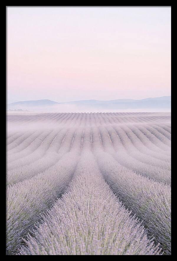 Lavender Fields At Dawn