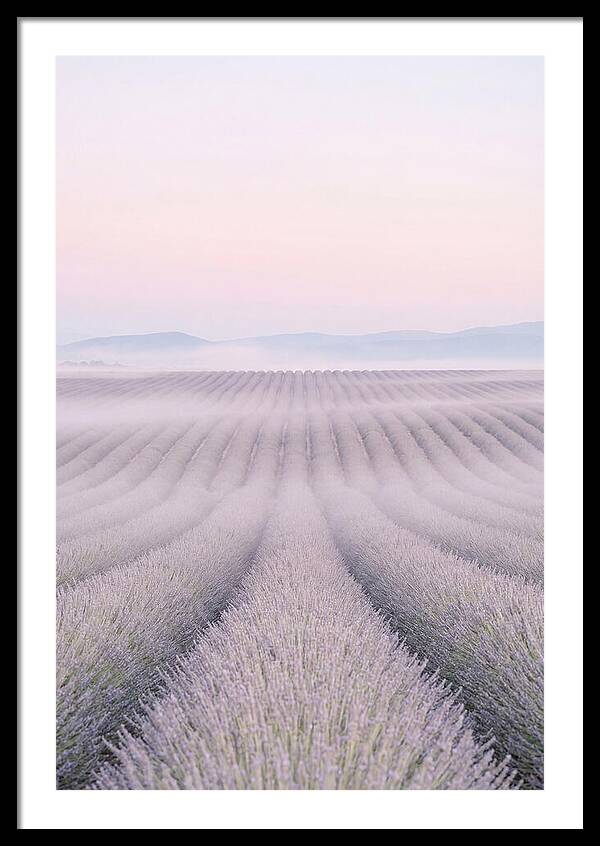 Lavender Fields At Dawn