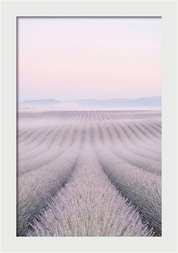 Lavender Fields At Dawn