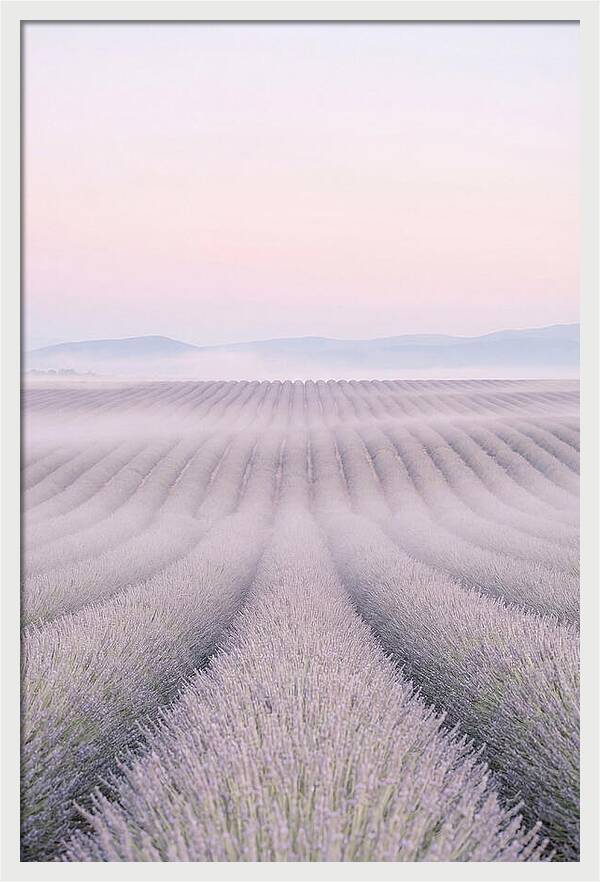 Lavender Fields At Dawn