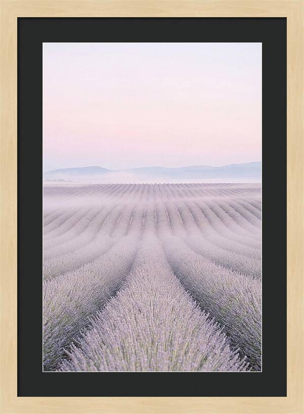 Lavender Fields At Dawn