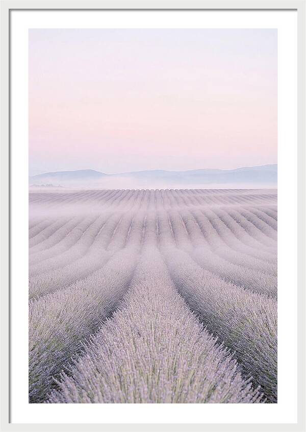 Lavender Fields At Dawn