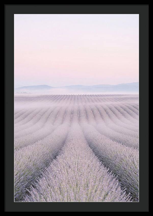 Lavender Fields At Dawn