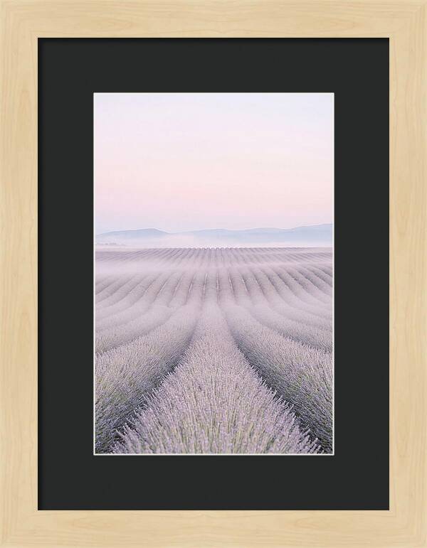 Lavender Fields At Dawn
