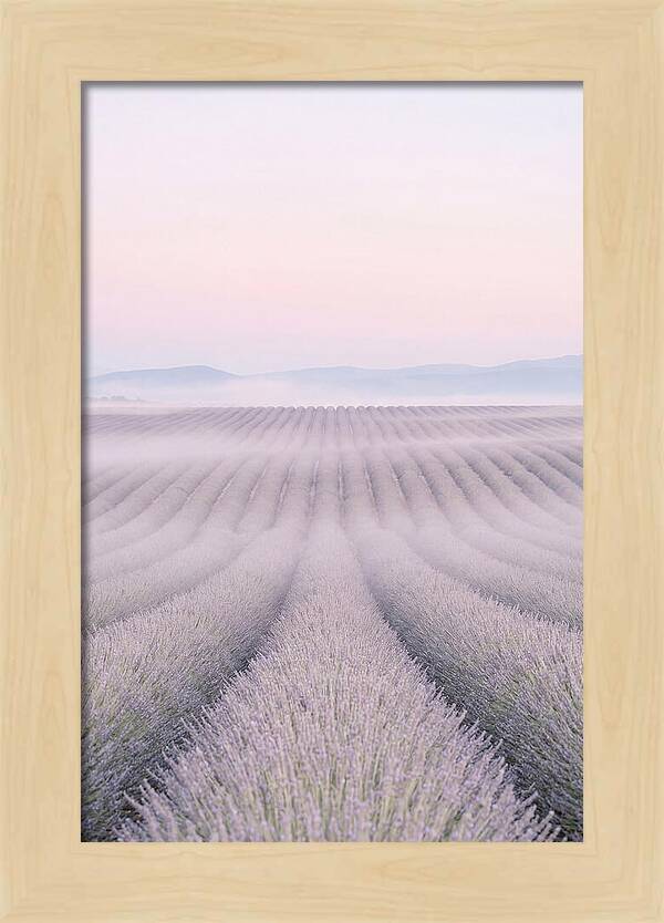 Lavender Fields At Dawn