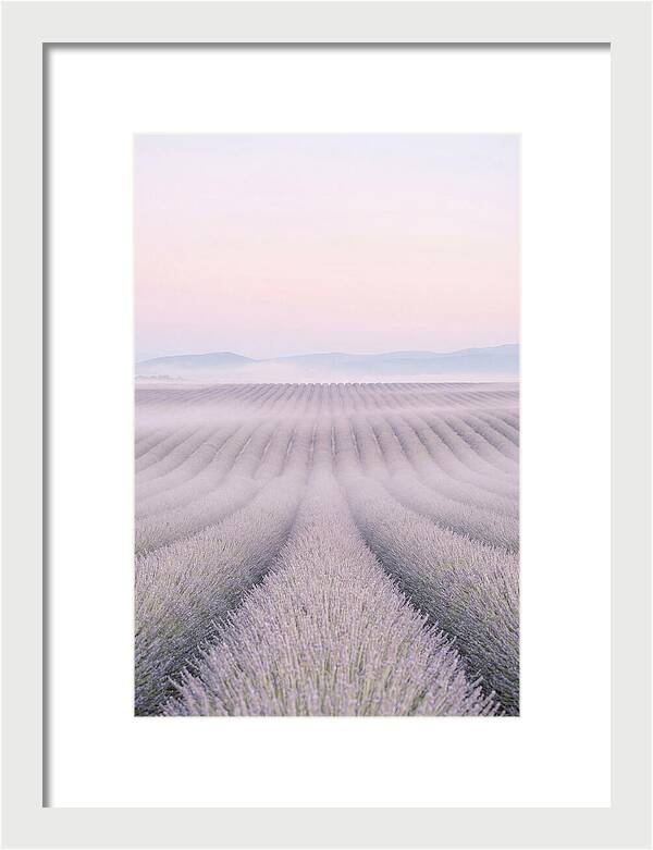 Lavender Fields At Dawn