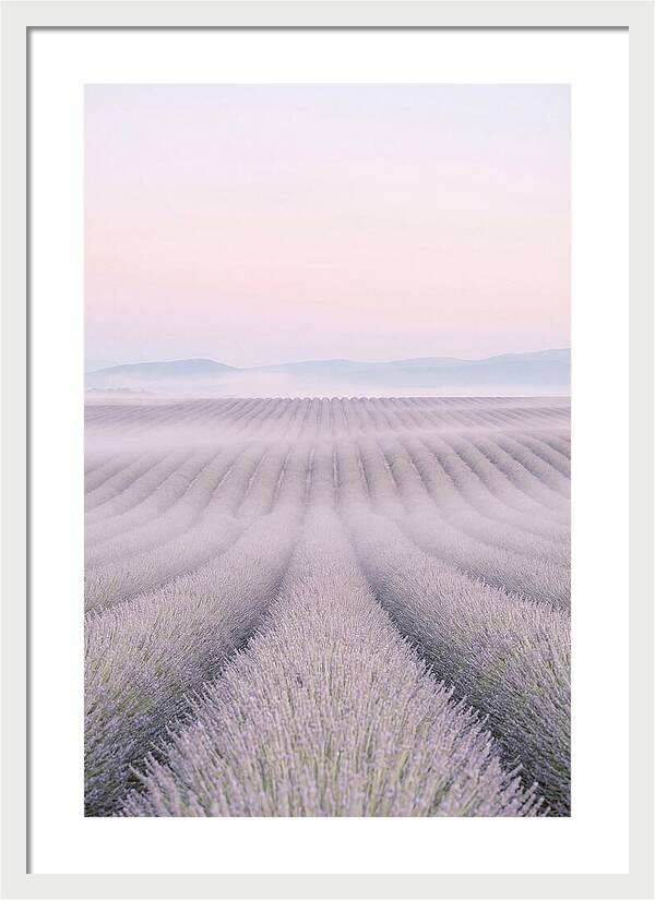 Lavender Fields At Dawn