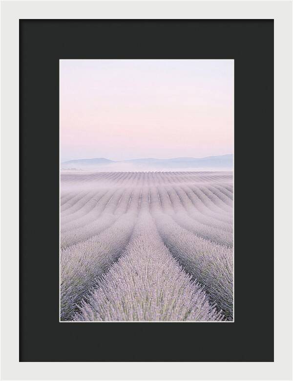 Lavender Fields At Dawn
