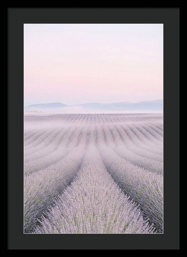 Lavender Fields At Dawn