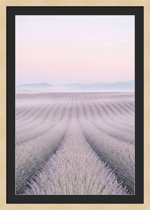 Lavender Fields At Dawn