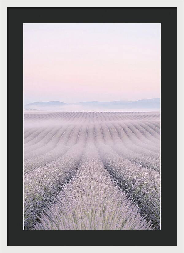 Lavender Fields At Dawn