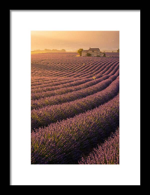 Lavender Fields At Dusk
