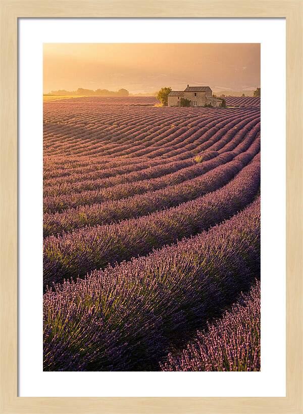 Lavender Fields At Dusk