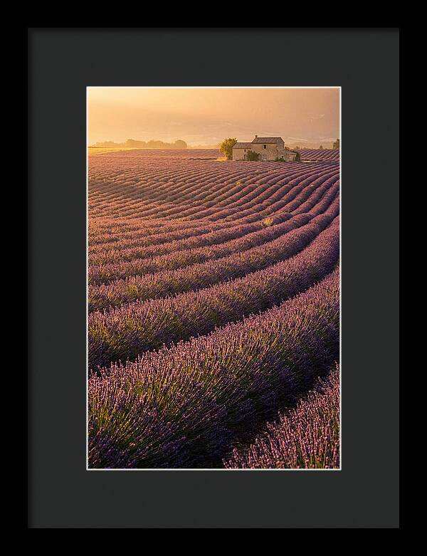 Lavender Fields At Dusk