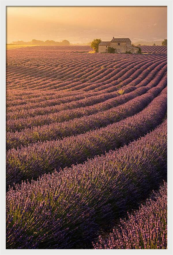 Lavender Fields At Dusk