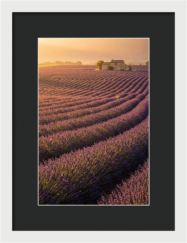 Lavender Fields At Dusk