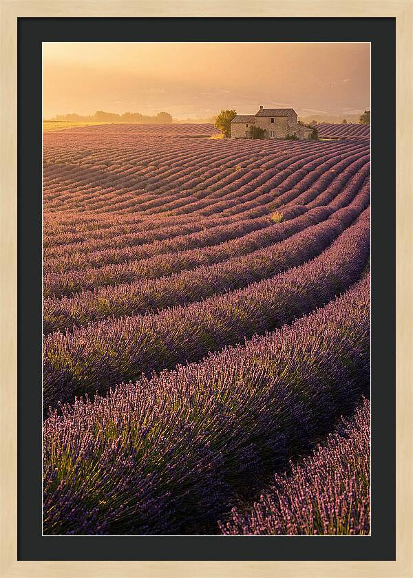 Lavender Fields At Dusk