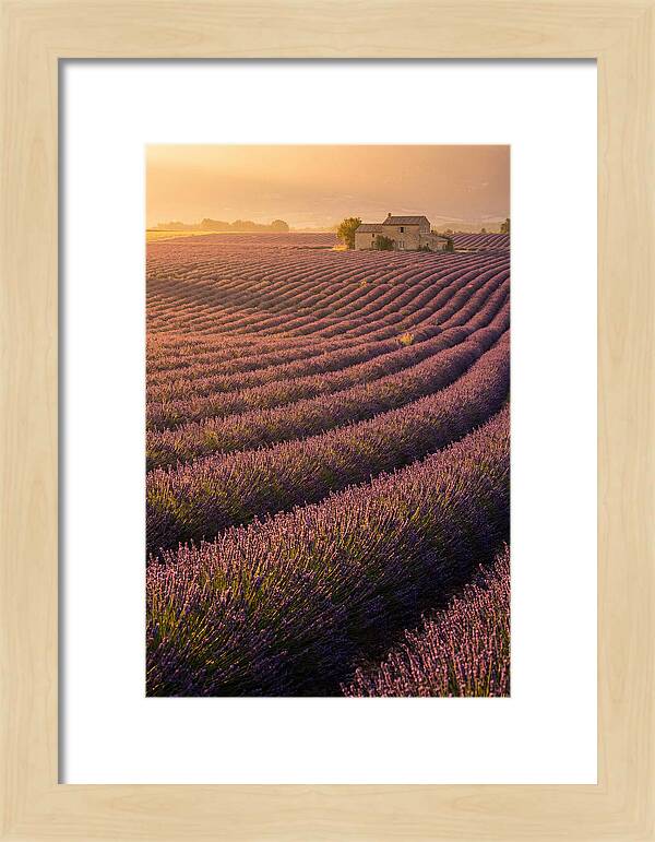 Lavender Fields At Dusk