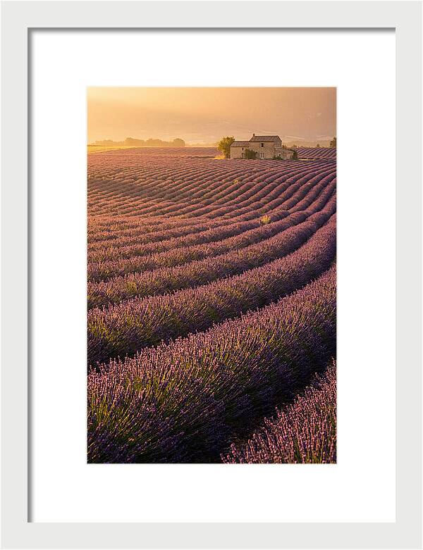 Lavender Fields At Dusk