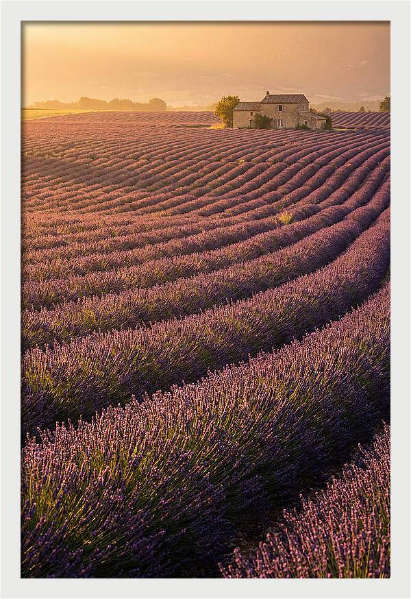 Lavender Fields At Dusk