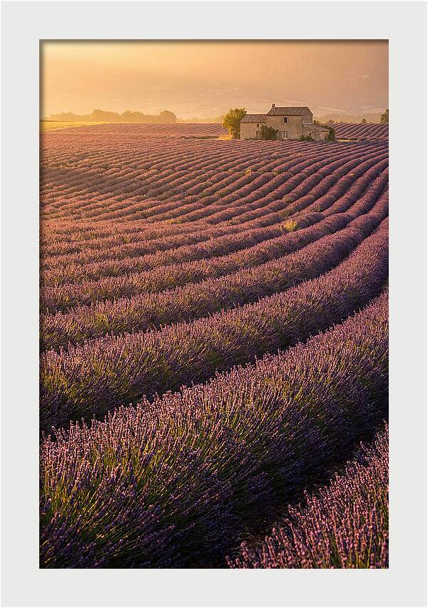 Lavender Fields At Dusk