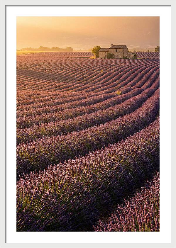 Lavender Fields At Dusk