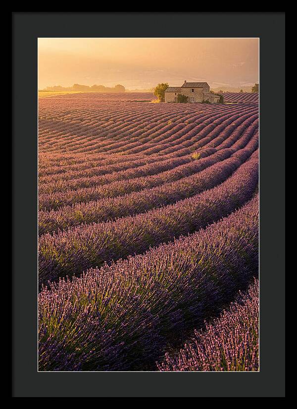 Lavender Fields At Dusk